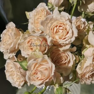 Saraha sensation Rose for sale丨Flower Gardens