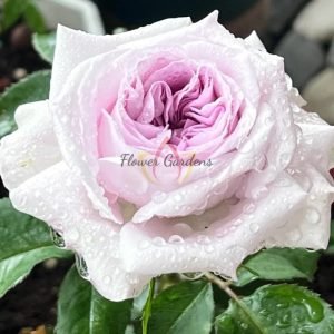 Shades of grey Rose plant丨Flower Gardens