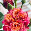 Shanghai Girl Rose for sale丨Flower Gardens