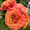 Shanghai Girl Rose丨Flower Gardens