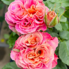 Shanghai Girl Rose plant丨Flower Gardens