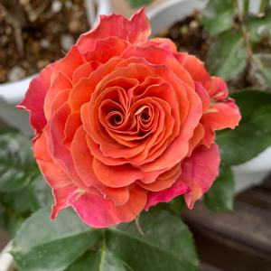 Shanghai Girl Rose丨Flower Gardens