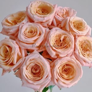 Shimmer Rose丨Flower Gardens