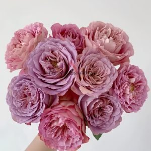 Solfa Rose丨Flower Gardens