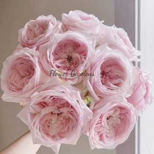 Special Bride Rose丨Flower Gardens