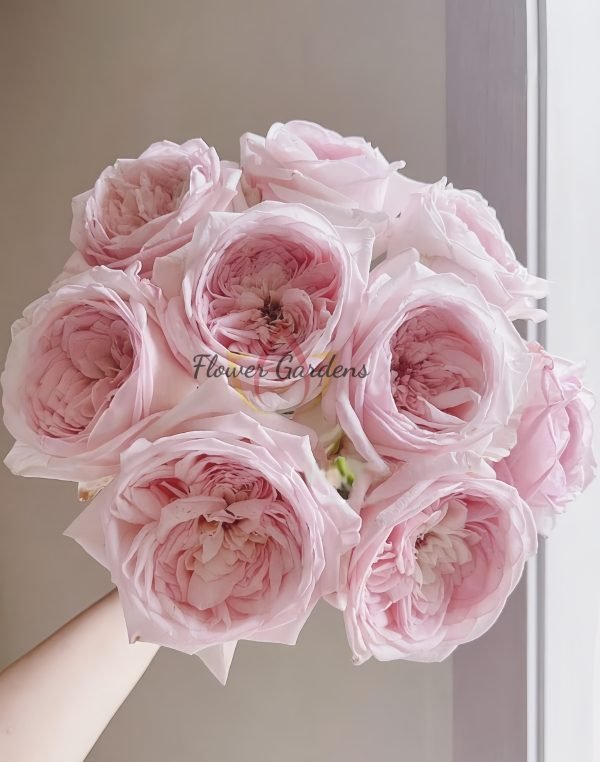 Special Bride Rose丨Flower Gardens