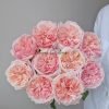 Spring confession Rose丨Flower Gardens