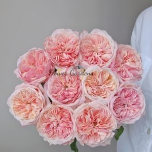 Spring confession Rose丨Flower Gardens