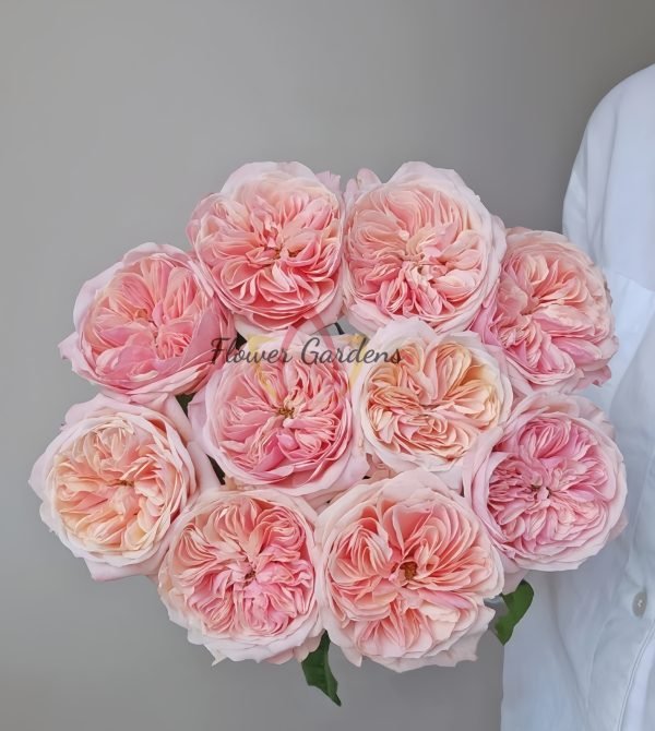 Spring confession Rose丨Flower Gardens