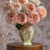 Spring confession Rose for sale丨Flower Gardens