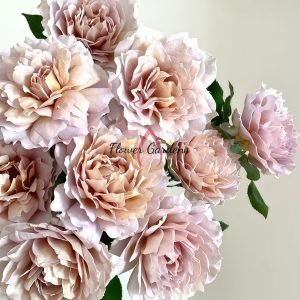 Suo Qingqiu Rose丨Flower Gardens