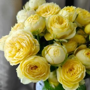 Sweet Catalina Rose丨Flower Gardens