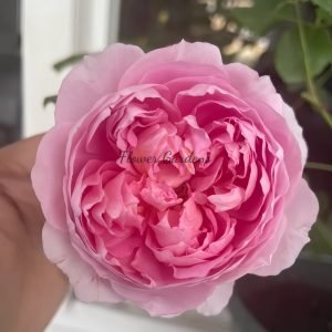 The Ingenious Mr Fairchild Rose丨Flower Gardens