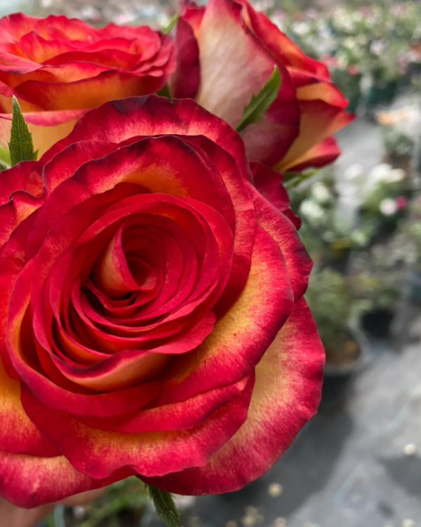 Tiger Rose Plant