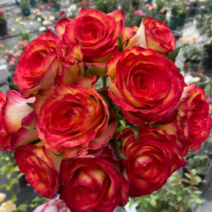 Tiger Rose丨Flower Gardens