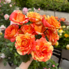 Tropical Sunset Rose for sale丨Flower Gardens
