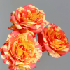 Tropical Sunset Rose丨Flower Gardens