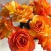 Tropical Sunset Rose plant丨Flower Gardens