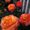 Tropical Sunset Rose丨Flower Gardens