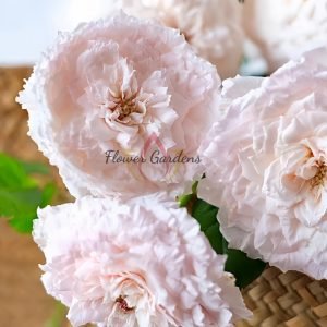 Tsumugi Hirari Rose丨Flower Gardens