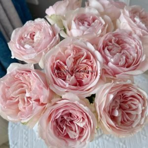 Unforgetable Rose丨Flower Gardens