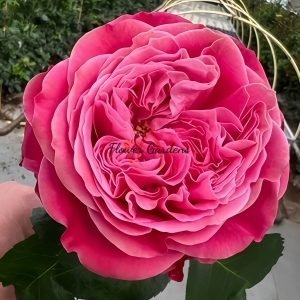 Villa Muze Rose plant丨Flower Gardens