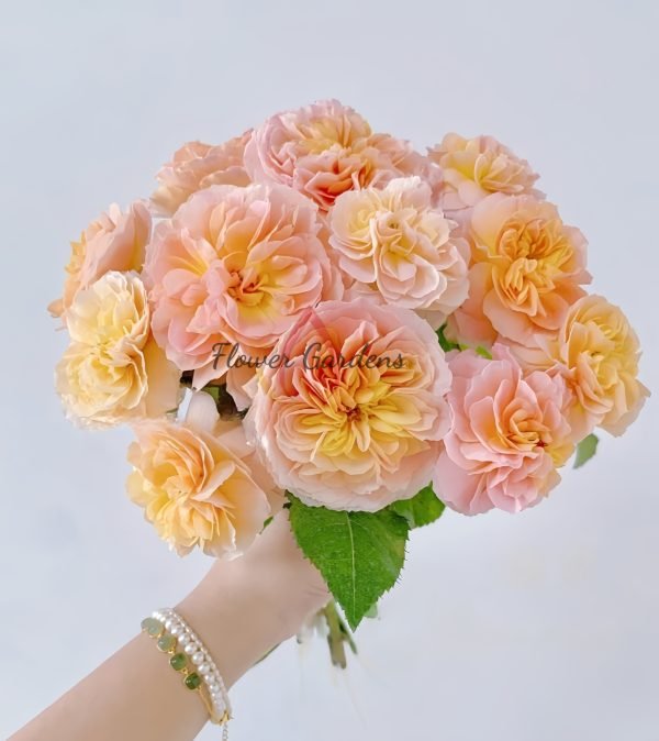 Weimang Rose丨Flower Gardens