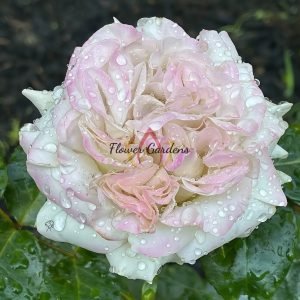 Westminster Abbey Rose丨Flower Gardens