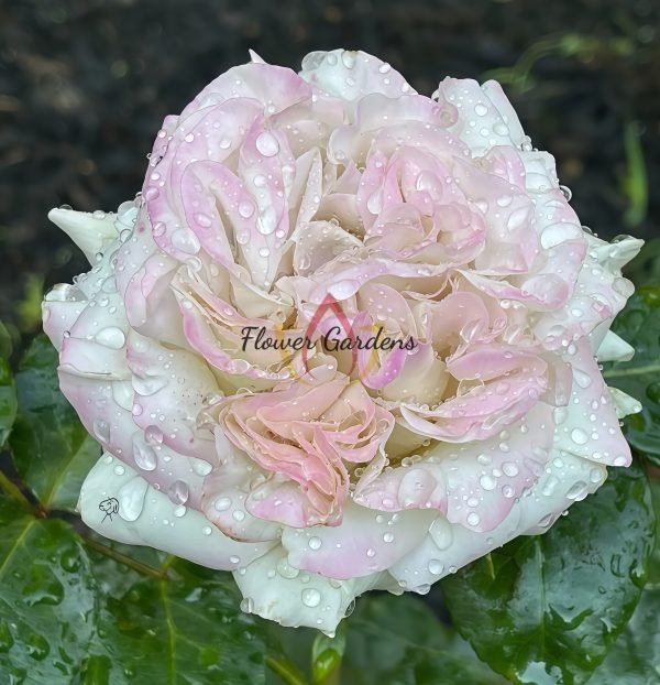 Westminster Abbey Rose丨Flower Gardens