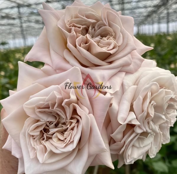 Westminster Abbey Rose for sale丨Flower Gardens