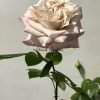 Westminster Abbey Rose丨Flower Gardens