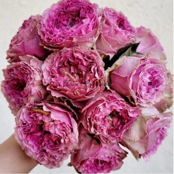 Wild Moments Rose丨Flower Gardens