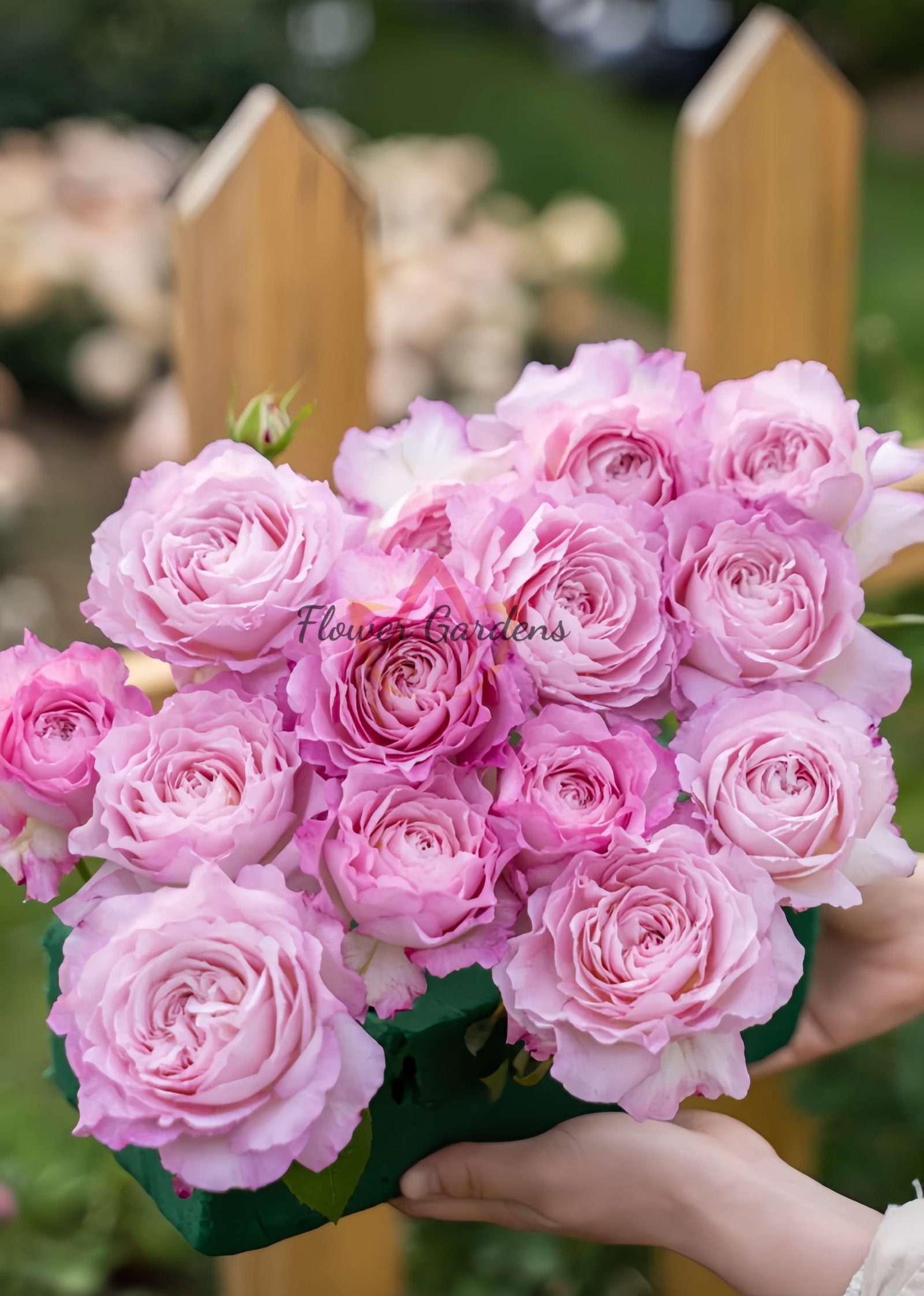 Xinyuan Xueqing Rose丨Flower Gardens