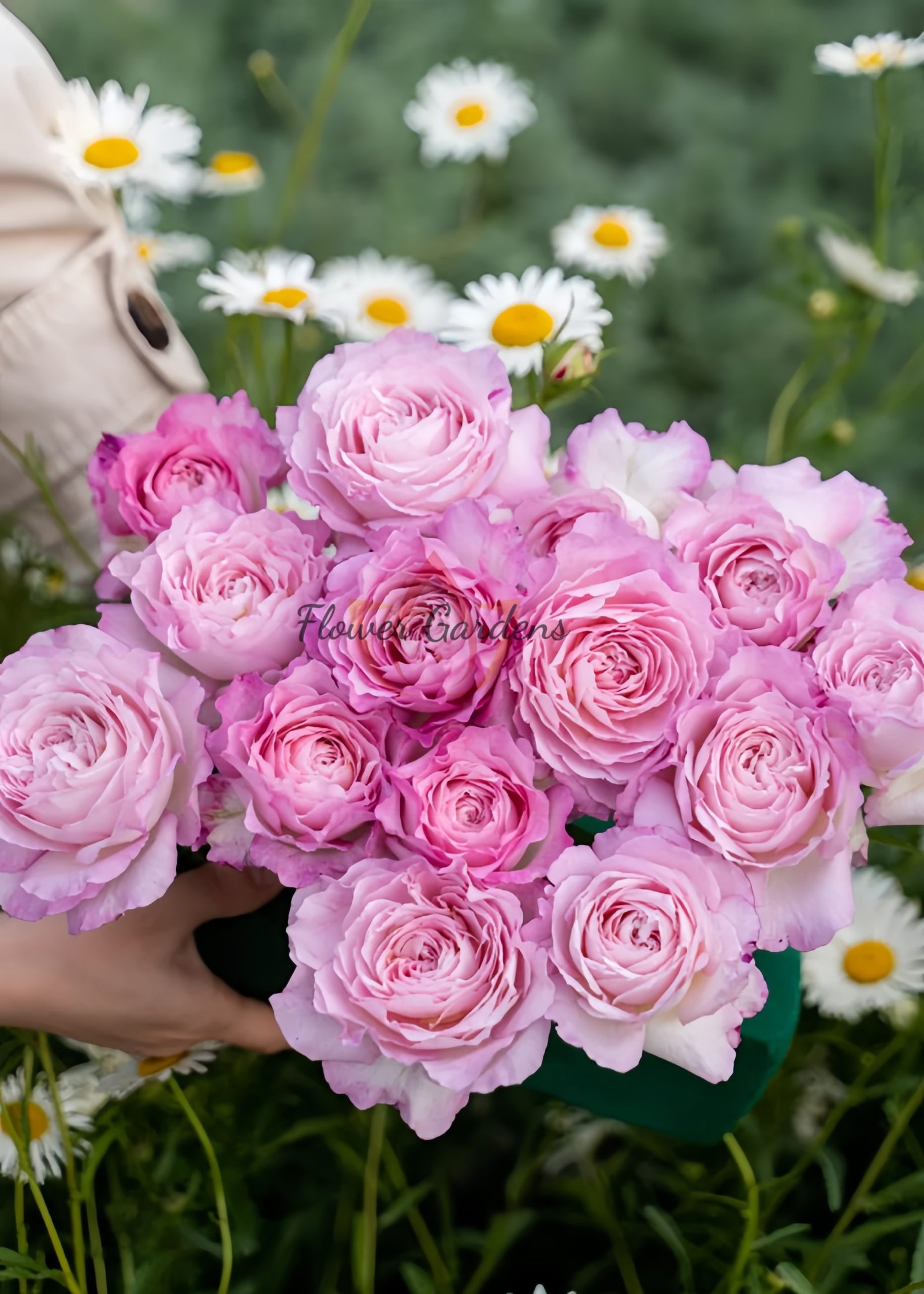 Xinyuan Xueqing Rose丨Flower Gardens