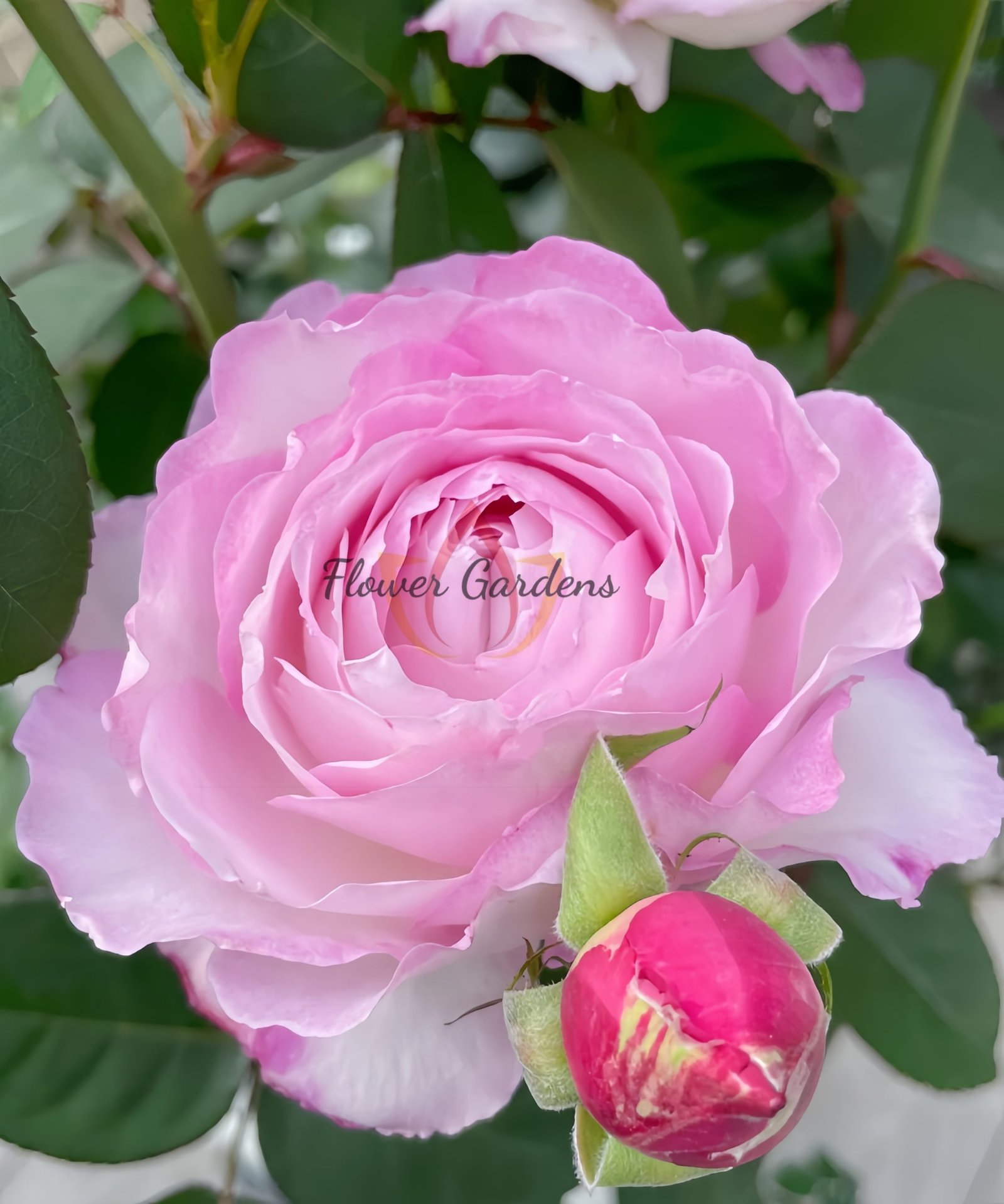 Xinyuan Xueqing Rose丨Flower Gardens