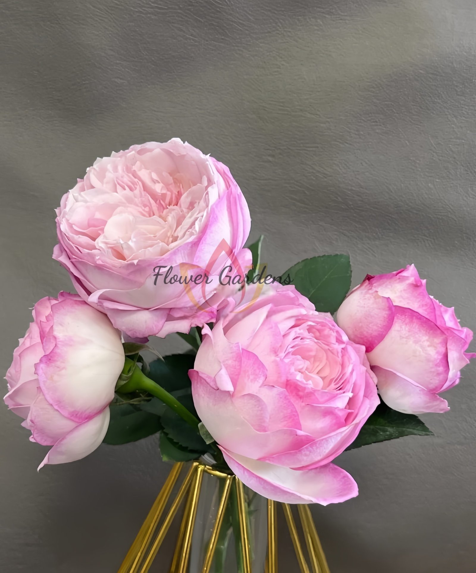 Xinyuan Xueqing Rose plant丨Flower Gardens