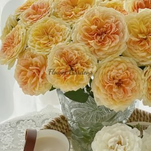 caramel antike Rose丨Flower Gardens