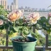 coffe latte Rose丨Flower Gardens