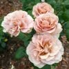 coffe latte Rose plant丨Flower Gardens
