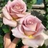 coffe latte Rose丨Flower Gardens