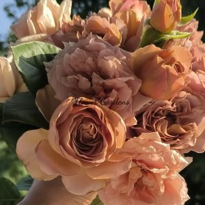 coffe latte Rose丨Flower Gardens