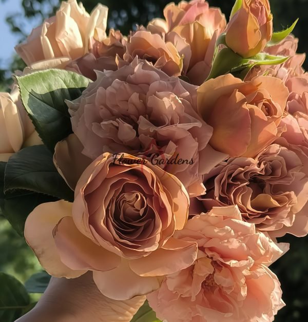 coffe latte Rose丨Flower Gardens