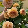 coffe latte Rose for sale丨Flower Gardens