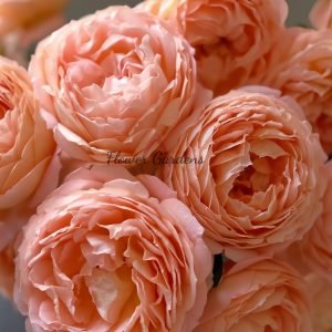 confiture Rose丨Flower Gardens