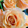 goldfish Rose plant丨Flower Gardens