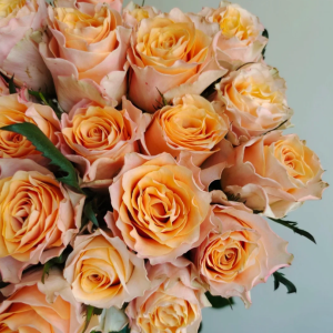 goldfish Rose丨Flower Gardens