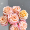 goldfish Rose丨Flower Gardens