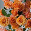 goldfish Rose for sale丨Flower Gardens