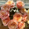 goldfish Rose丨Flower Gardens