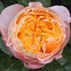 lmagine Rose for sale丨Flower Gardens